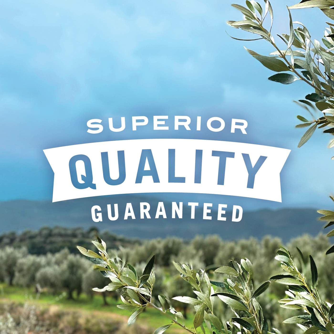 Musco Family Olive Co. Pearls Specialties Castelvetrano Pitted Italian Olives; image 6 of 7