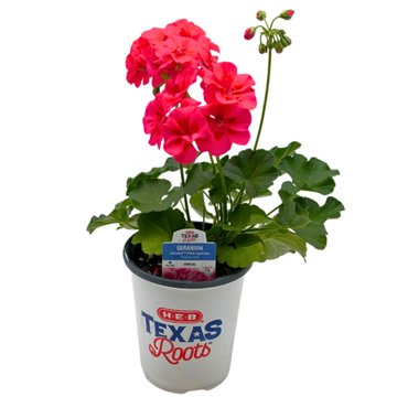 H-E-B Texas Roots Geranium - Moxie Pink Splash, 1 qt