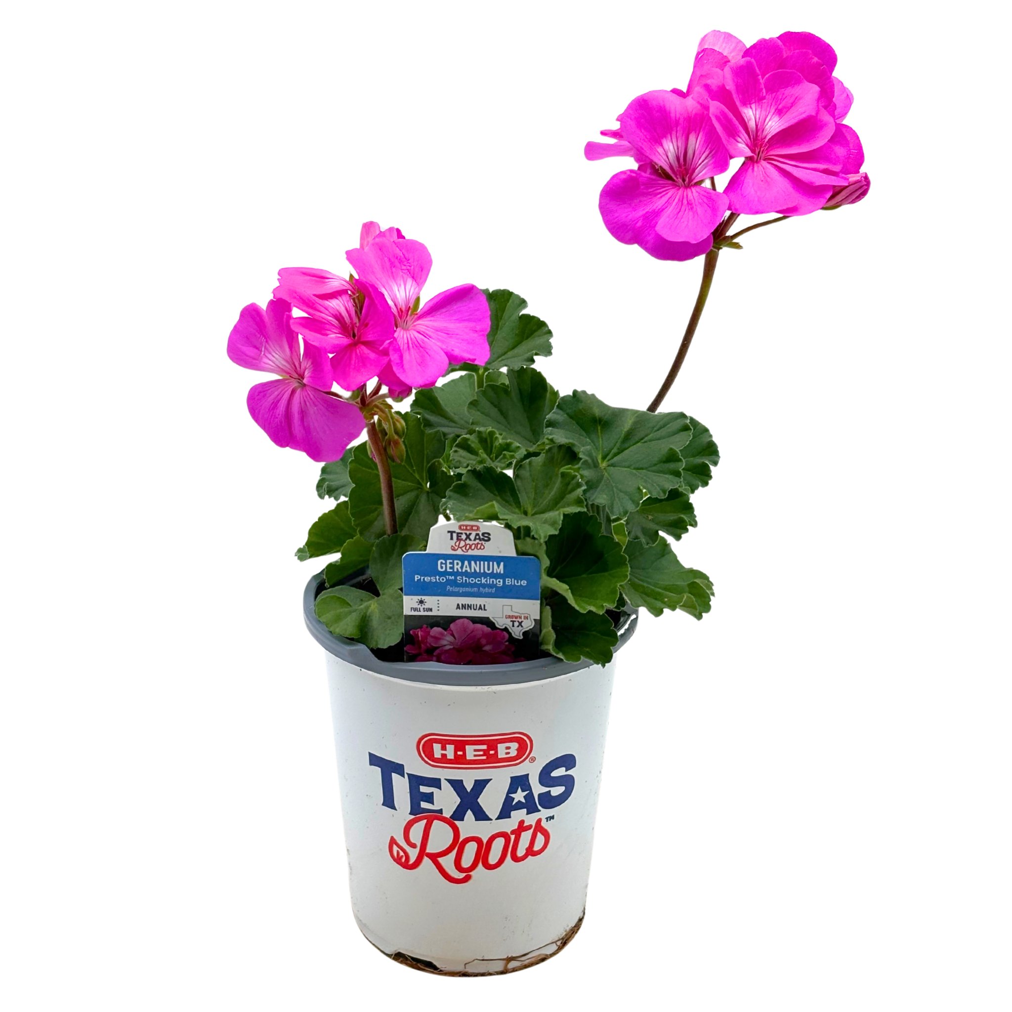 H-E-B Texas Roots Geranium Presto Shocking Blue - Shop Potted plants at ...