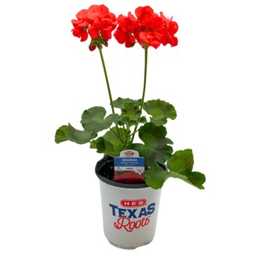 H-E-B Texas Roots Geranium - Moxie Scarlet, 1 qt