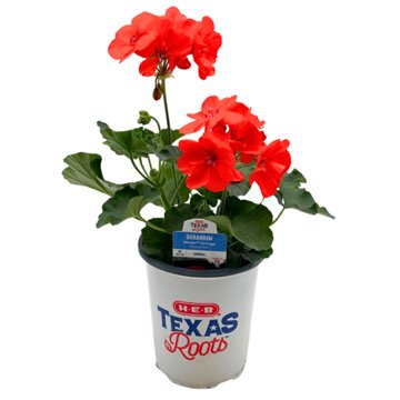 H-E-B Texas Roots - Geranium Moxie Orange, 1 qt