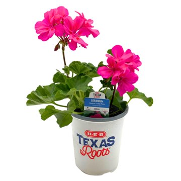 H-E-B Texas Roots Geranium Moxie Hot Pink, 1 qt