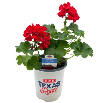 H-E-B Texas Roots Geranium - Moxie Dark Red, 1 qt