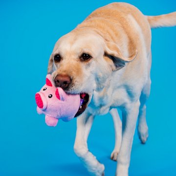 Woof & Whiskers Piggy Bank Dog Toy