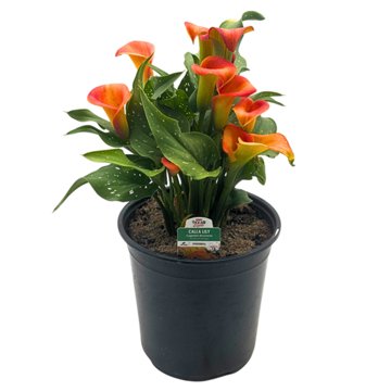 H-E-B Texas Roots Calla Lily - Orange, 8''