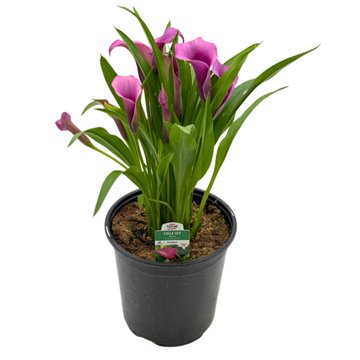 H-E-B Texas Roots Calla Lily - Purple, 8''