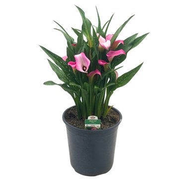 H-E-B Texas Roots Calla Lily - Pink, 8''