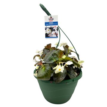 H-E-B Texas Roots Begonia Dragon White Hanging Basket, 10''