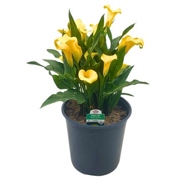 H-E-B Texas Roots Calla Lily - Yellow, 8''