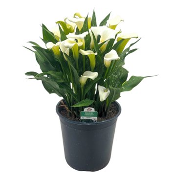 H-E-B Texas Roots Calla Lily - White, 8''