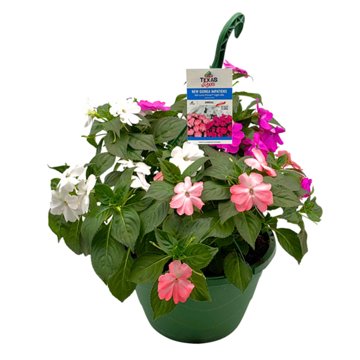 H-E-B Texas Roots New Guinea Impatiens Light Mix Hanging Basket, 10''