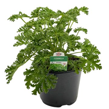 H-E-B Texas Roots Citronella, 6''