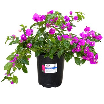 H-E-B Texas Roots Bougainvillea, 3 gal