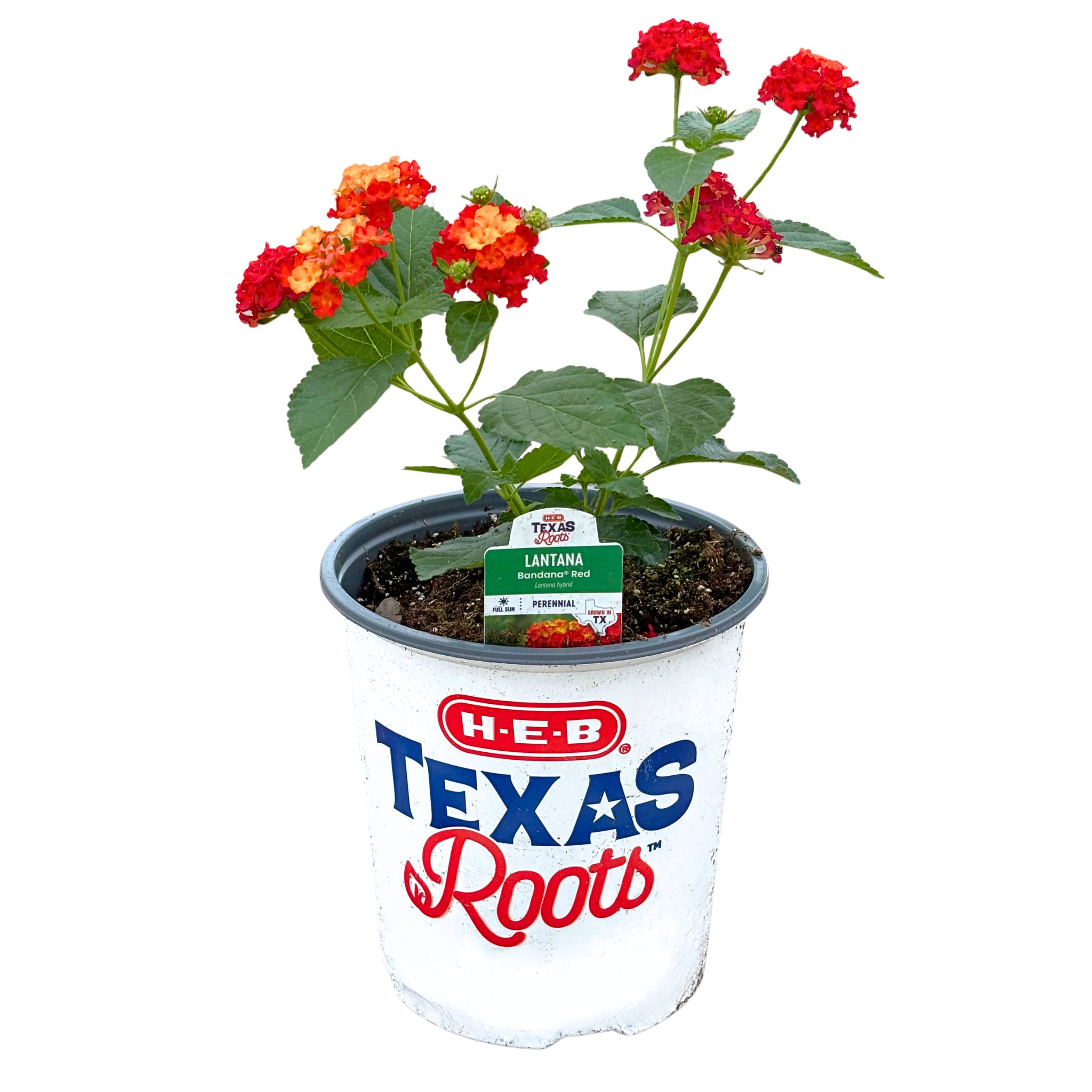 H-E-B Texas Roots Lantana Bandana Red - Shop Potted plants at H-E-B