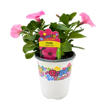 Groovy Flower Power Petunia Starlet Pink, 1 qt