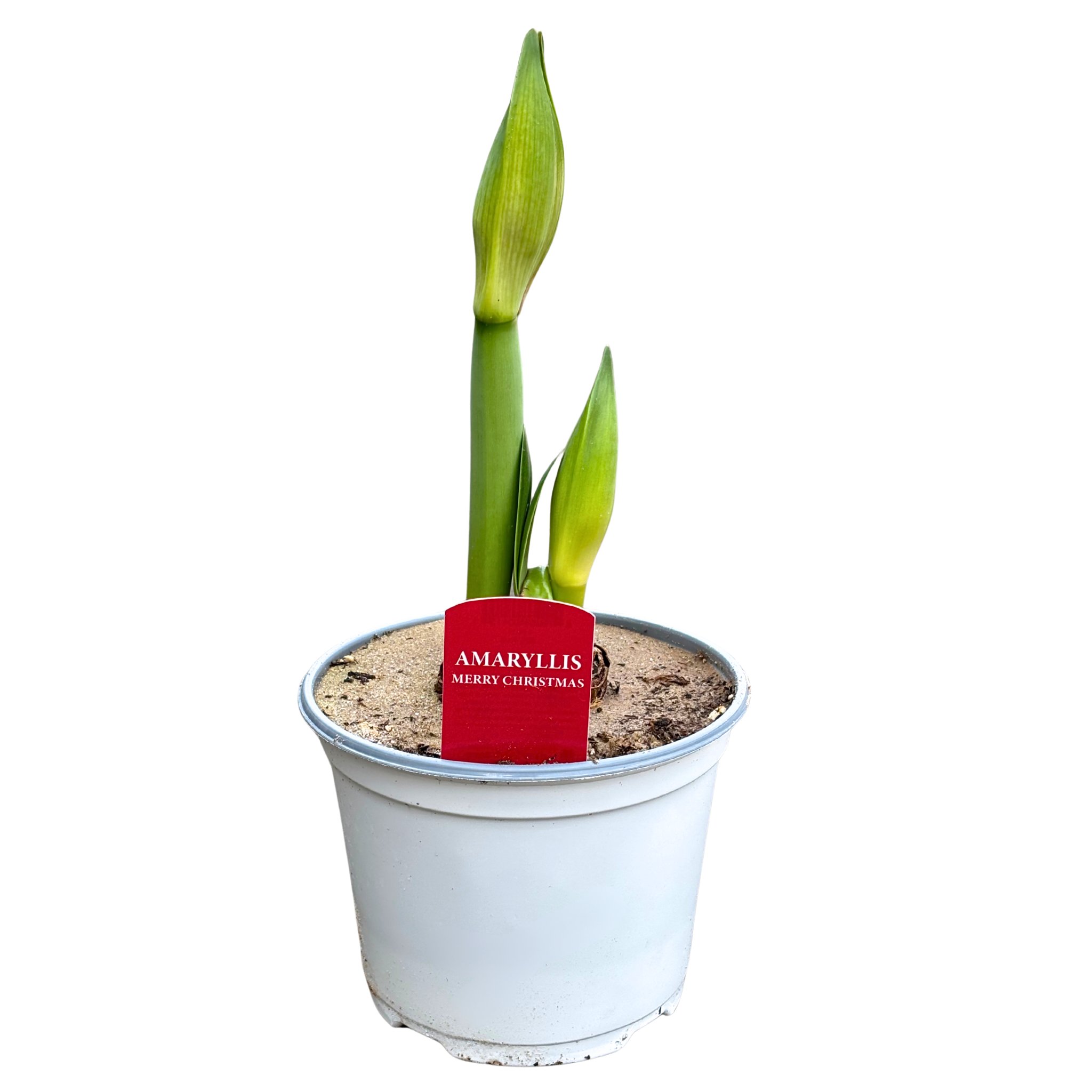 Spring Creek Growers Amaryllis Red - Shop Potted plants at H-E-B