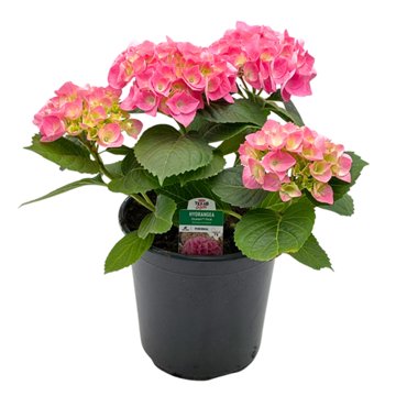 H-E-B Texas Roots Hydrangea Pink, 8''
