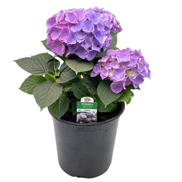 H-E-B Texas Roots Hydrangea Blue, 8''