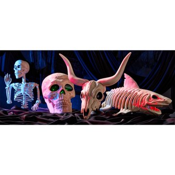 Destination Holiday Longhorn Halloween Skull
