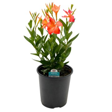 H-E-B Texas Roots Mandevilla Sun Parasol Orange