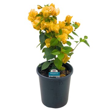 H-E-B Texas Roots Bougainvillea, 1 gal