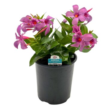 H-E-B Texas Roots Mandevilla Sun Parasol Blue, 1 gal