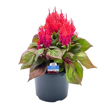 H-E-B Texas Roots Celosia Burning Embers Annual Plant, 8"