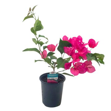 H-E-B Texas Roots Bougainvillea, 1 qt