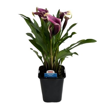 H-E-B Texas Roots Calla Lily - Purple, 4.5''