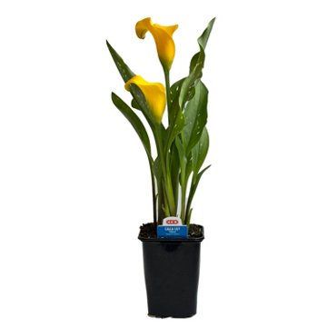 H-E-B Texas Roots Calla Lily - Yellow, 4.5''