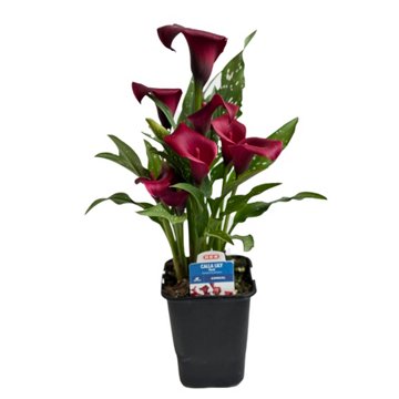 H-E-B Texas Roots Calla Lily - Red, 4.5''
