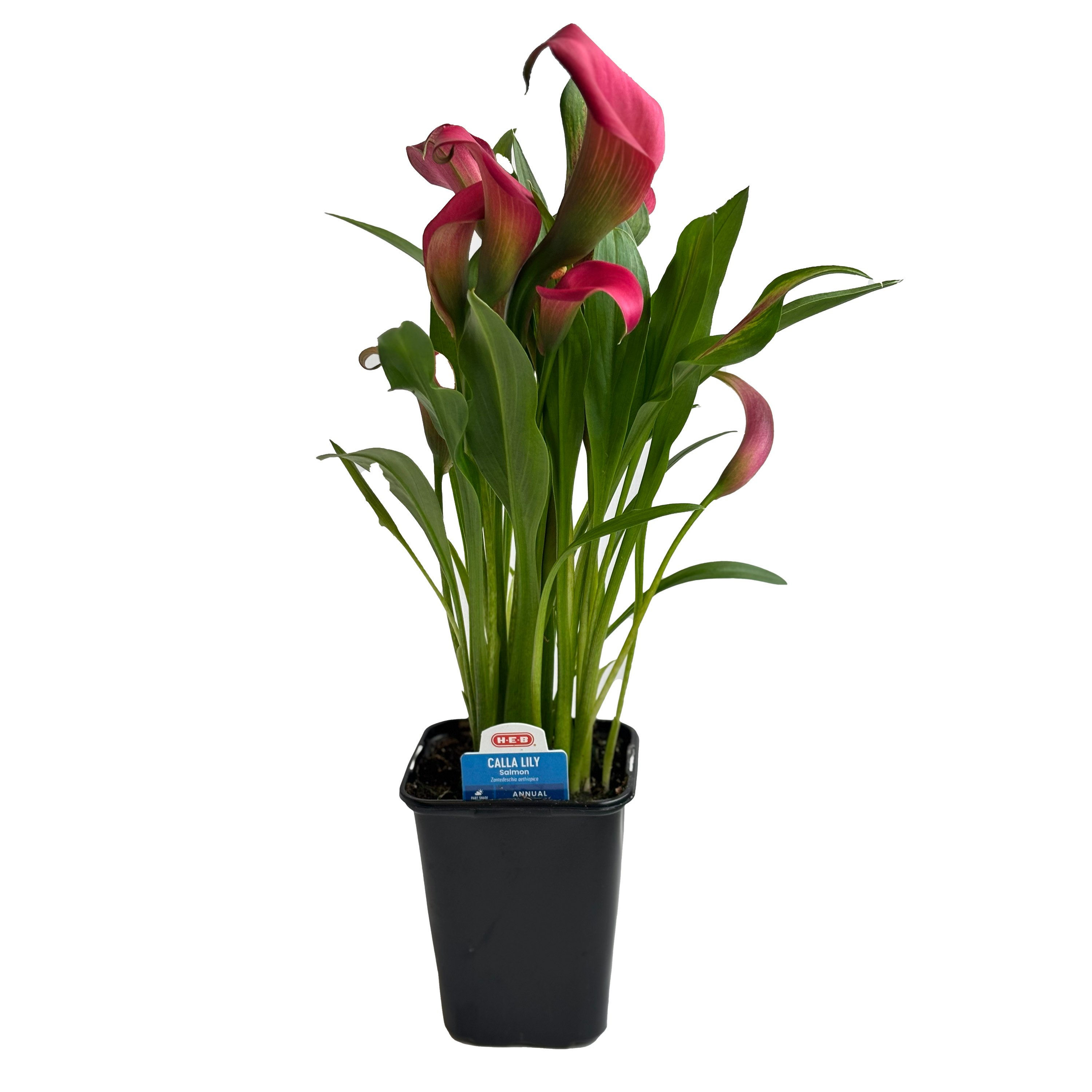 H-E-B Texas Roots Calla Lily - Salmon - Shop Potted plants at H-E-B