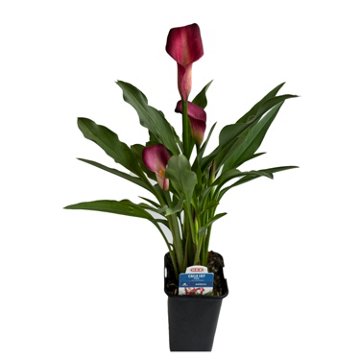H-E-B Texas Roots Calla Lily - Pink, 4.5''