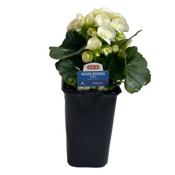 H-E-B Texas Roots White Rieger Begonia, 4.5''