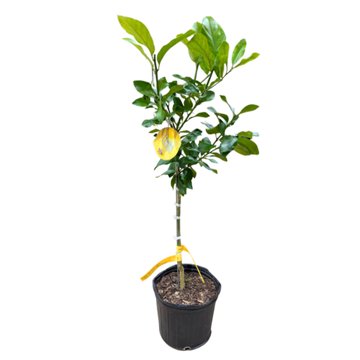 H-E-B Texas Roots Lemon Tree, 3 gal
