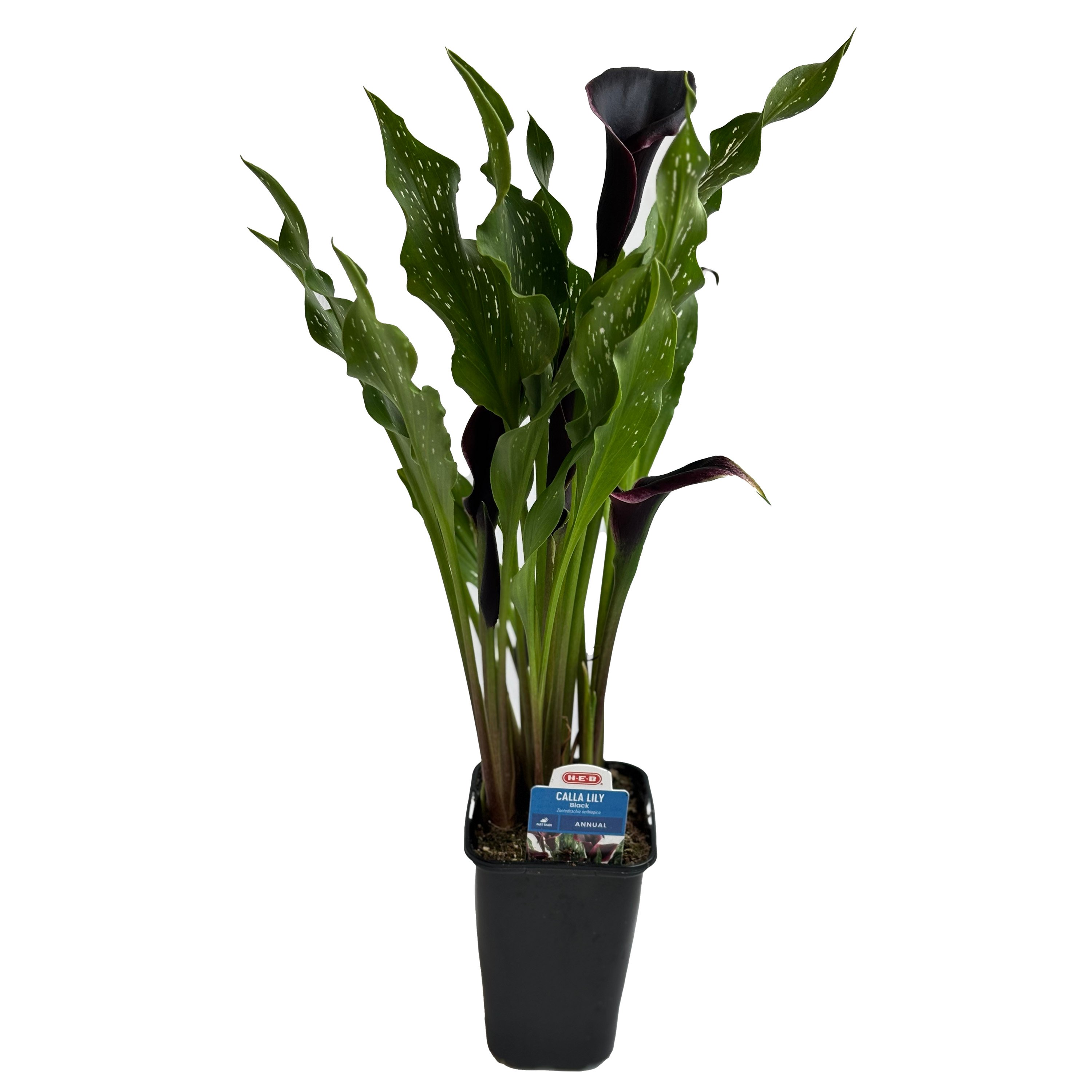 H-E-B Texas Roots Calla Lily - Black - Shop Potted plants at H-E-B