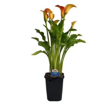 H-E-B Texas Roots Calla Lily - Orange, 4.5''