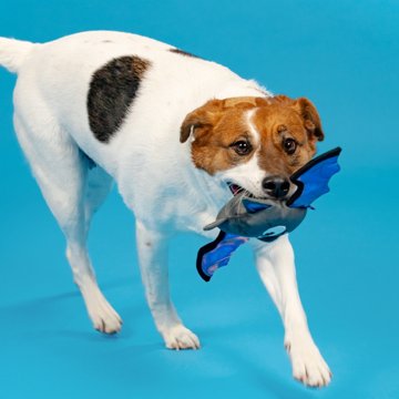 Woof & Whiskers Bat Dog Toy