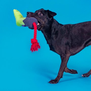 Woof & Whiskers Zombie Leg Halloween Toss & Tug Dog Toy