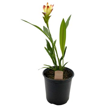 Spring Creek Growers Curcuma Solar, 8''