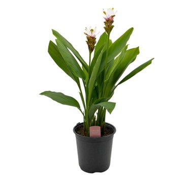 Spring Creek Growers Curcuma Siam Carara Sparkling, 8''