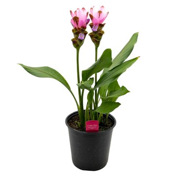 Spring Creek Growers Curcuma Siam Shadow Pink, 8''