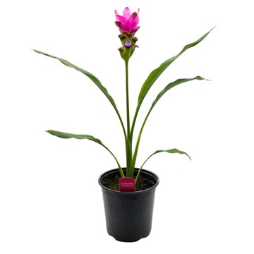 Spring Creek Growers Curcuma Siam Shadow, 8''