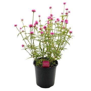 Spring Creek Growers Pink Gomphrena, 8''
