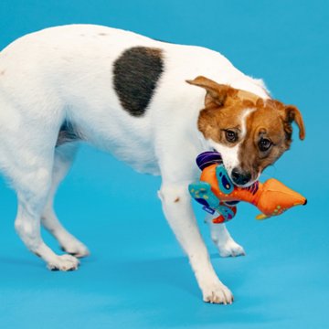 Woof & Whiskers Alebrije Fox