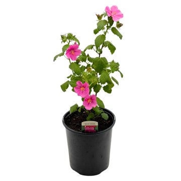 Spring Creek Growers Pavonia Rock Rose, 1 gal
