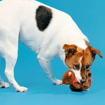 Woof & Whiskers Fall Squirrel Dog Toy
