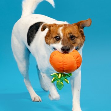 Woof & Whiskers Orange Pumpkin Dog Toy