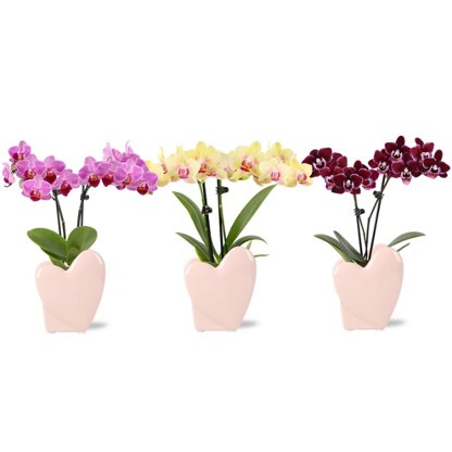 Central Market Bonita Foliage & Zen Phalaenopsis Orchid, ea