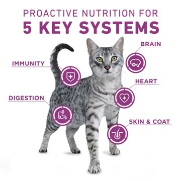 Purina ONE Plus Whole Body Support Dry Cat Food - Chicken
